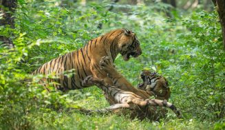 Бой тигров в ​​национальном парке Рантхамбор