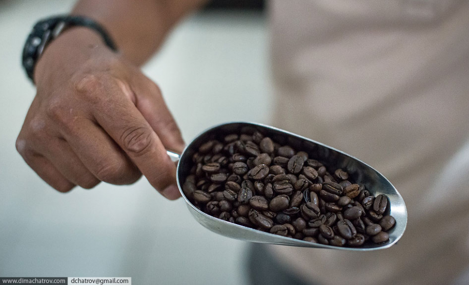 Как делают самый дорогой кофе в мире 