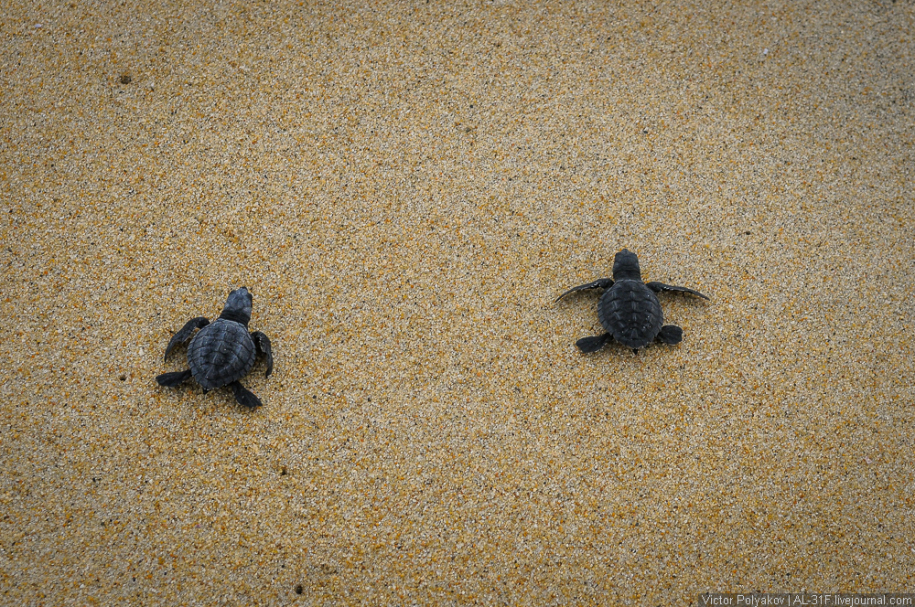 Новорожденные морские черепахи — чудо на берегу Тихого океана