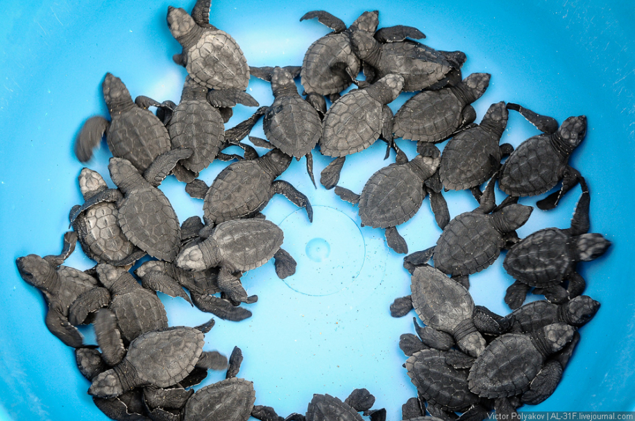 Новорожденные морские черепахи — чудо на берегу Тихого океана