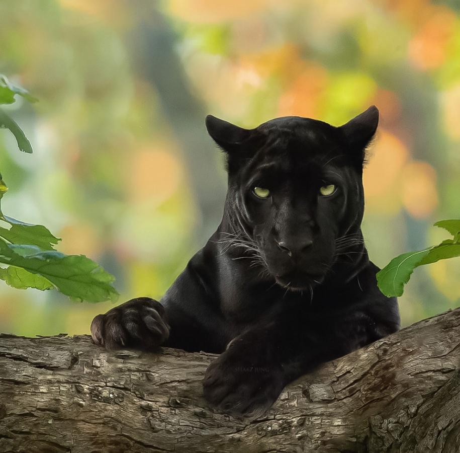 Потрясающие фотографии редкой черной пантеры 