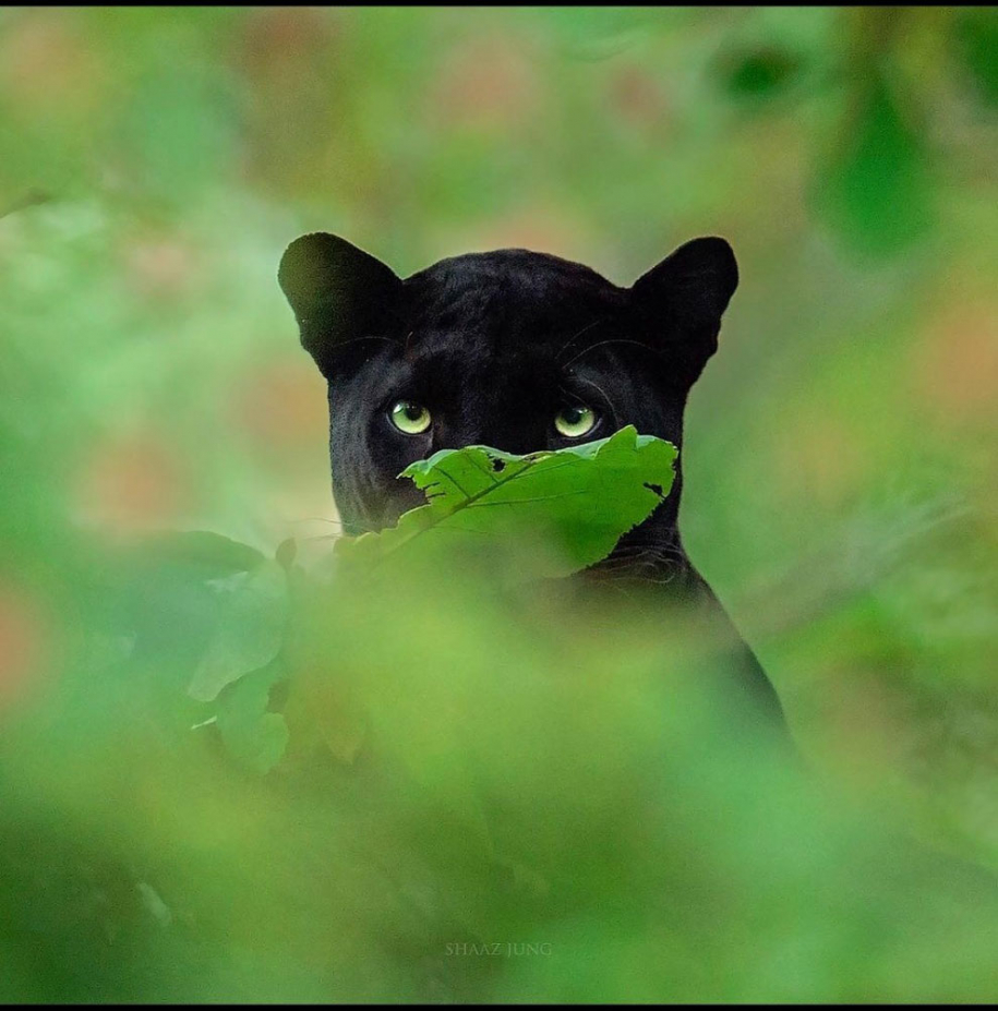 Потрясающие фотографии редкой черной пантеры 