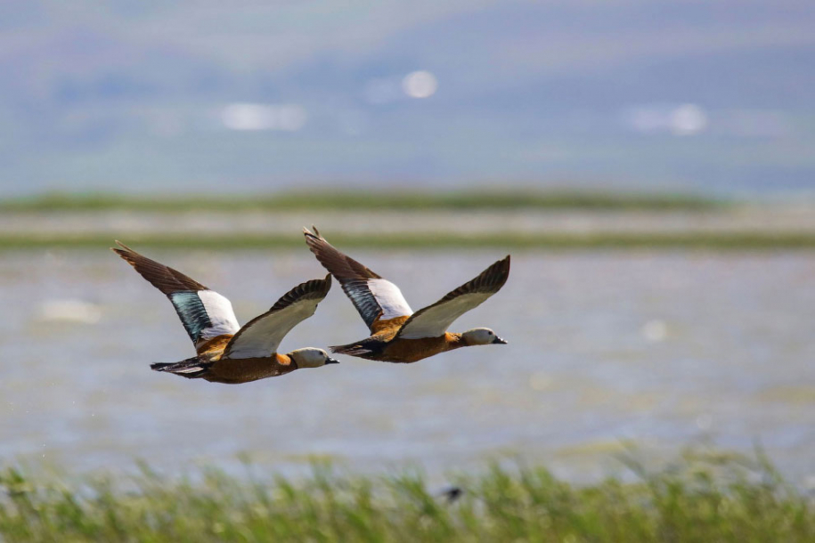 Птицы турецкого озера Ван 