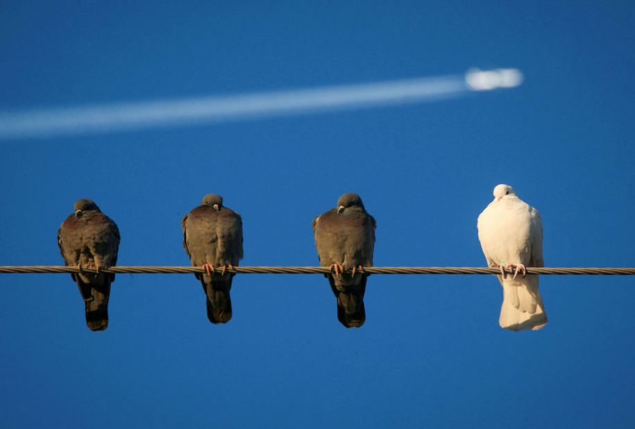 Птицы турецкого озера Ван 