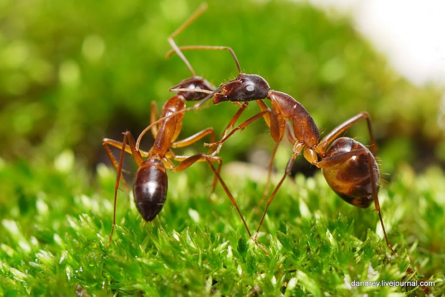 Как построить муравейник 