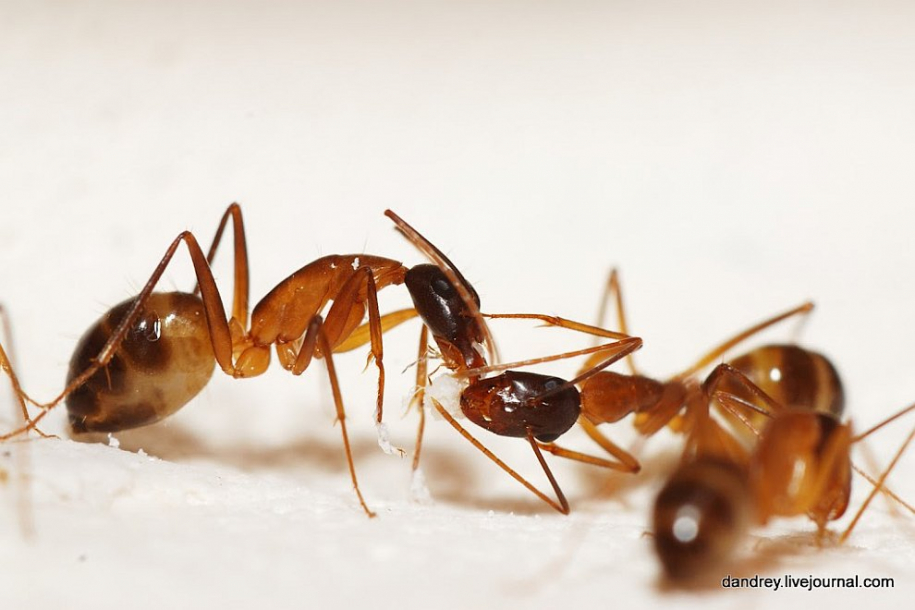 Как построить муравейник 