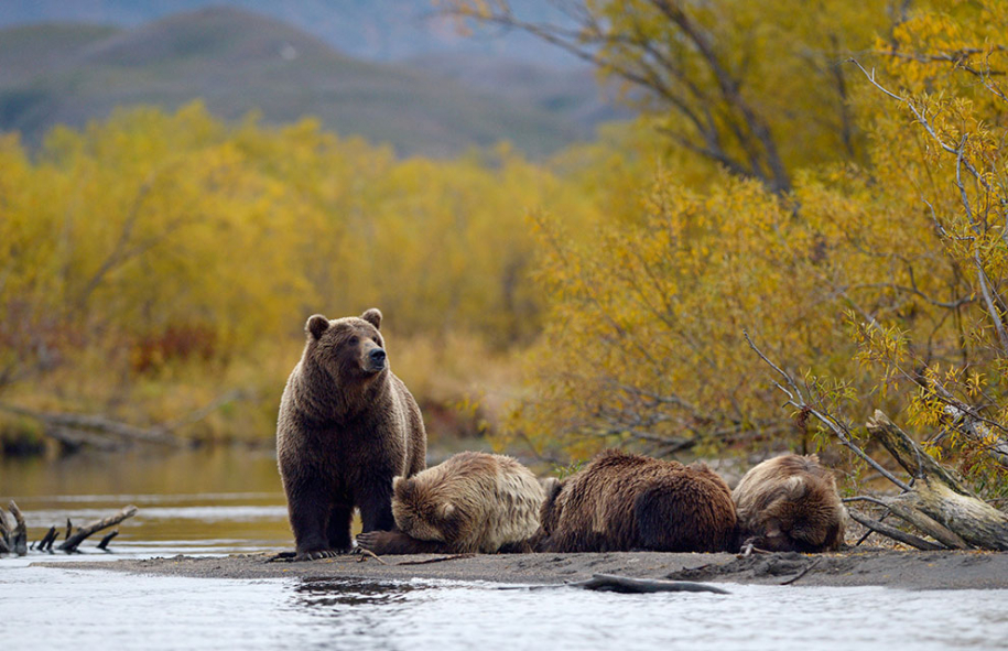 Медведи на Камчатке 