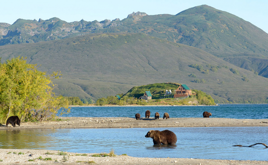 Медведи на Камчатке 