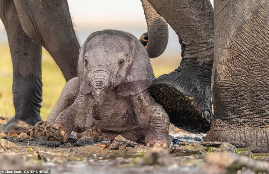 Новорожденный слон 