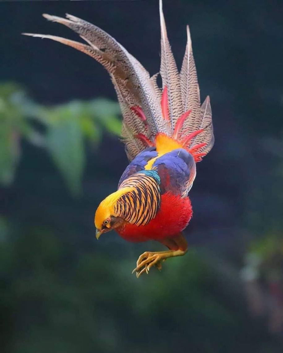 Потрясающие птицы 