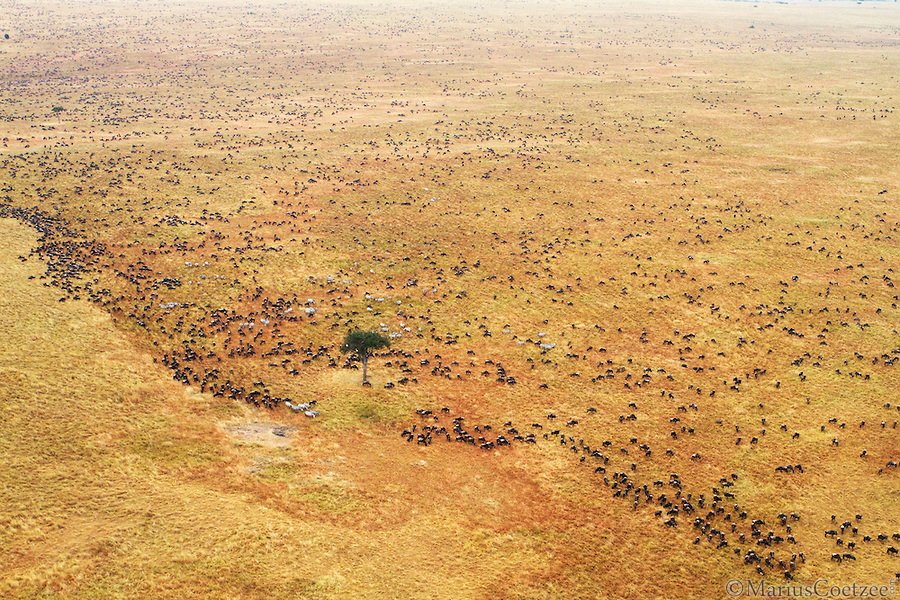 Африканское сафари с фотографом Marius Coetzee 