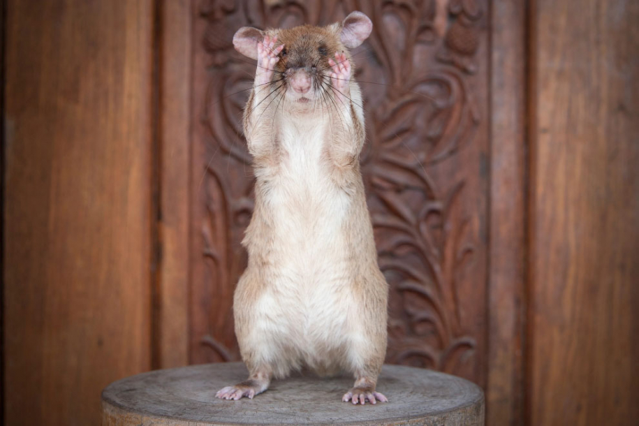 Магава — первая в истории крыса-сапер с золотой медалью 
