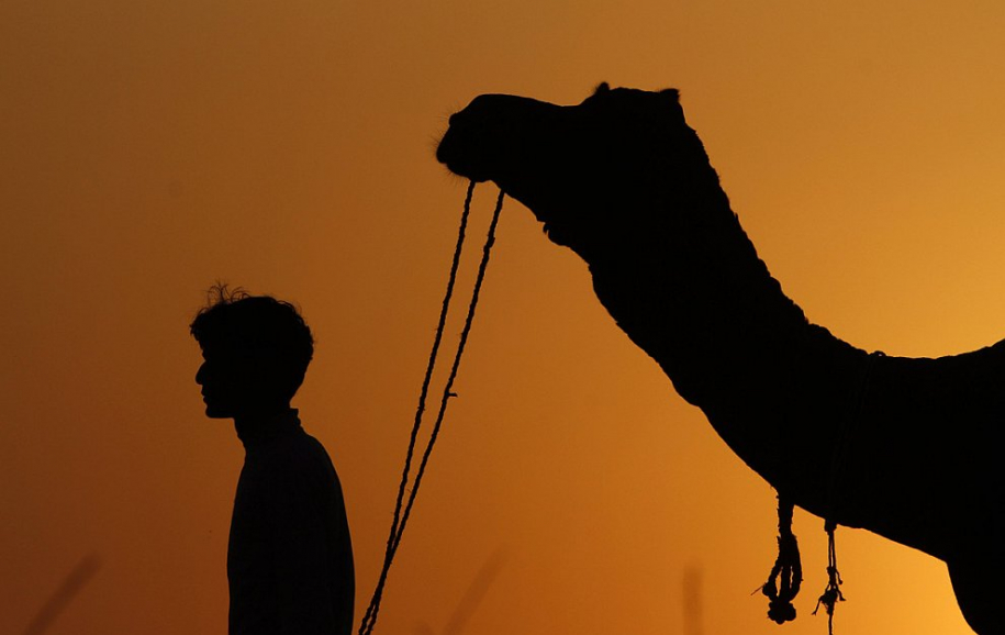 Самая большая в мире ярмарка верблюдов 