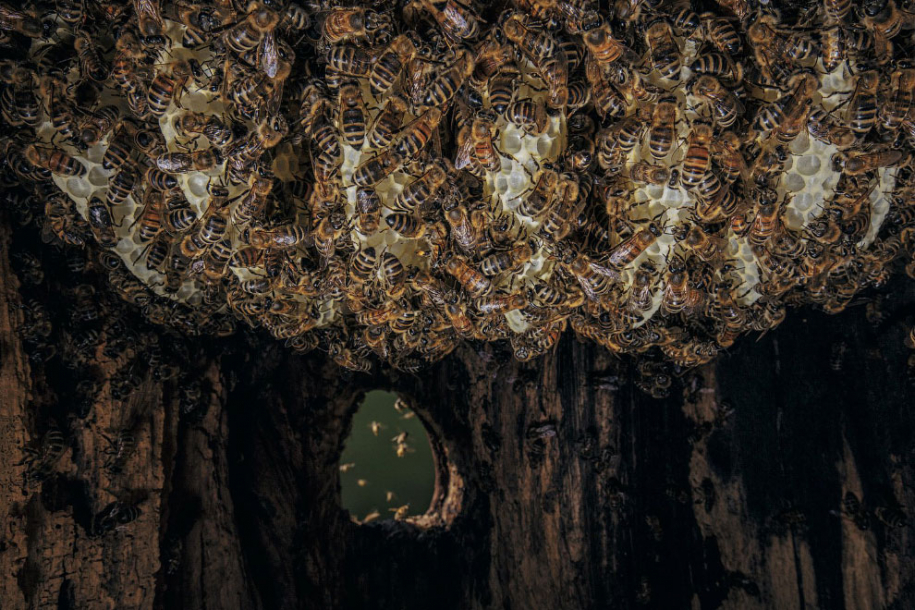 Тайны диких пчел: уникальные фотографии 