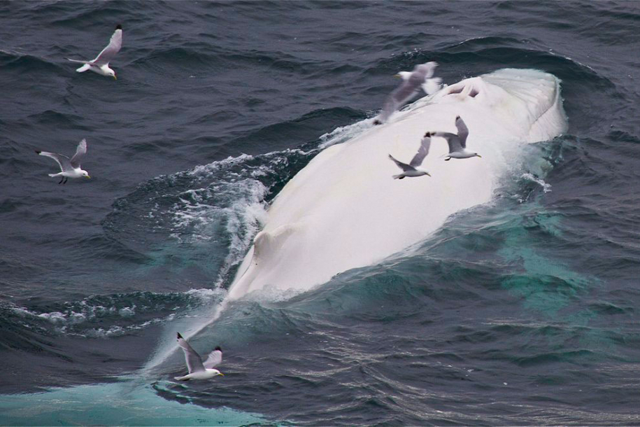 Белый кит 