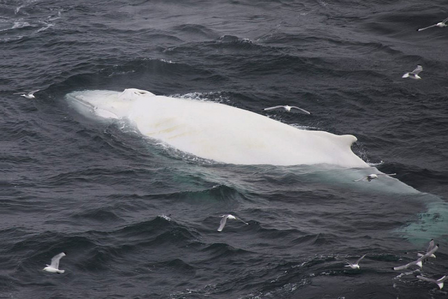 Белый кит 