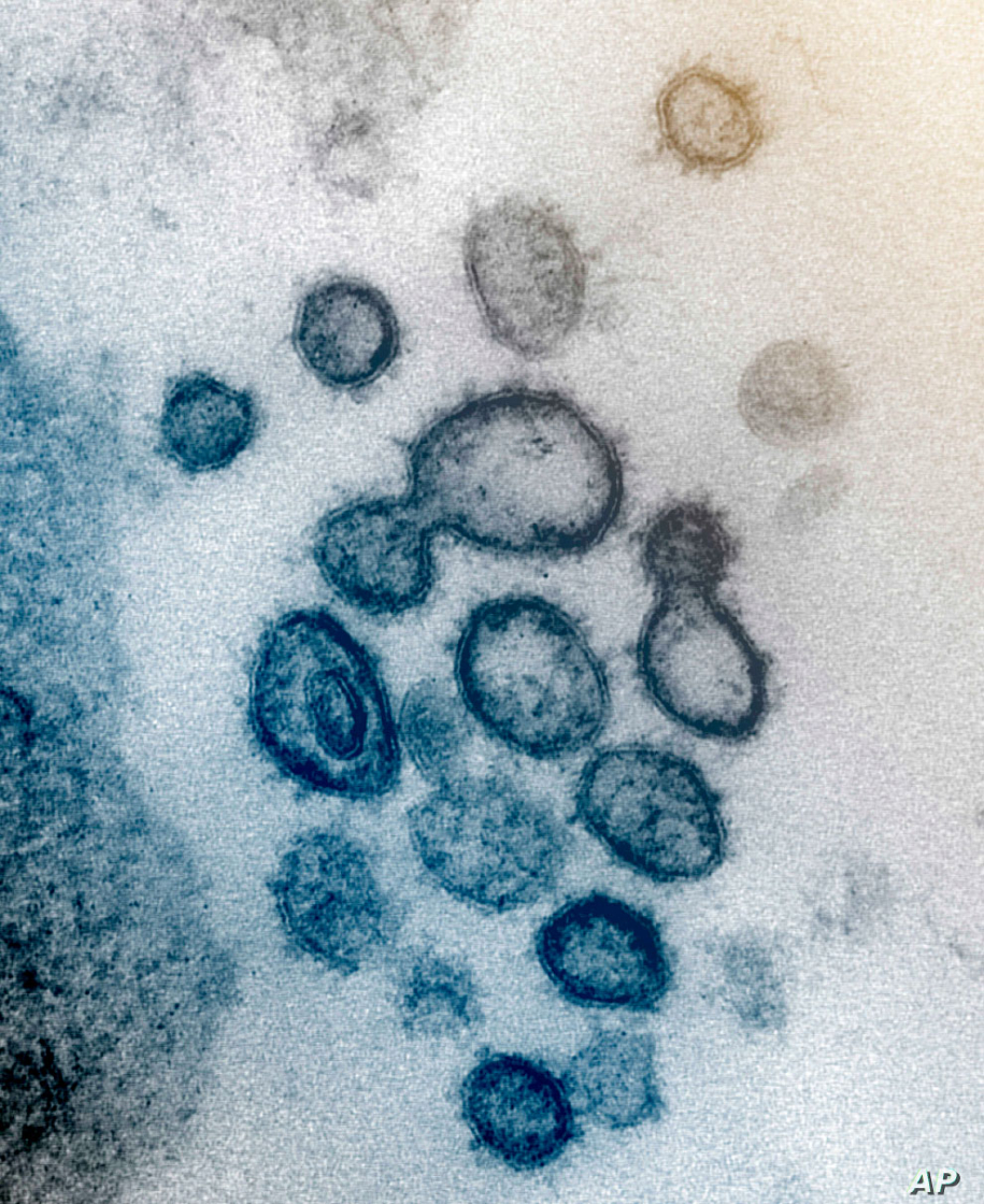 Фотографии коронавируса 