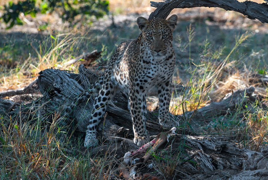 Леопарды из Ботсваны 