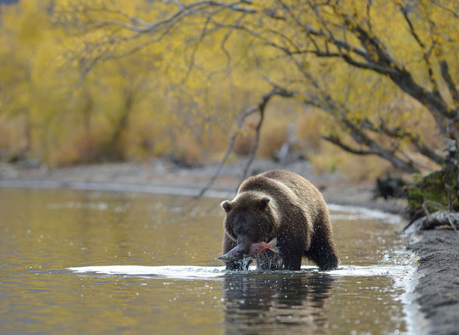 Медведи на Камчатке. Часть 2 