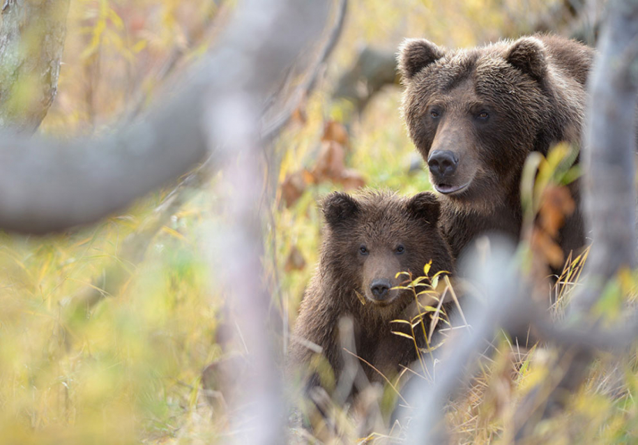 Медведи на Камчатке. Часть 2 