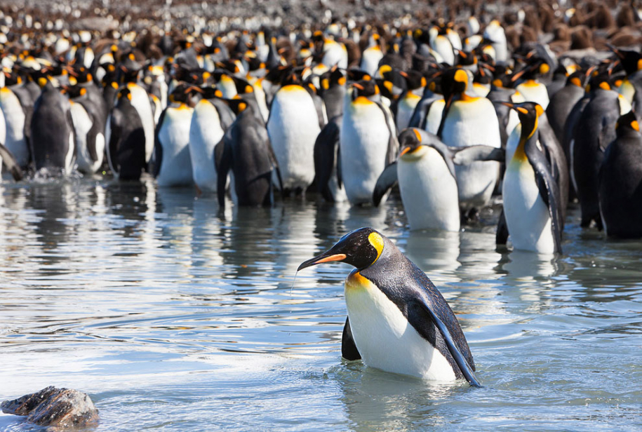 Пингвины в Антарктиде 