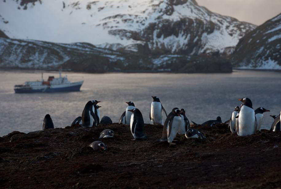 Пингвины в Антарктиде 