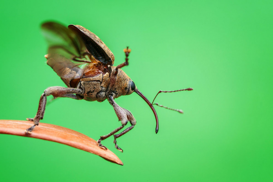 Победители конкурса жуков Luminar Bug Photographer 2020 