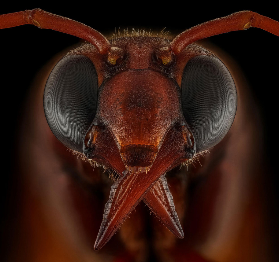 Победители конкурса жуков Luminar Bug Photographer 2020 