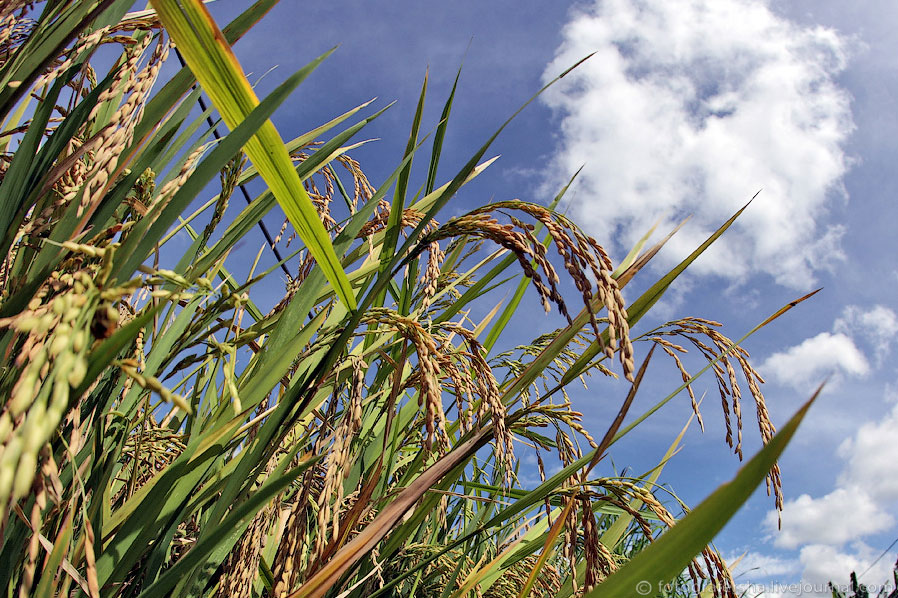 Рисовые поля на Бали 