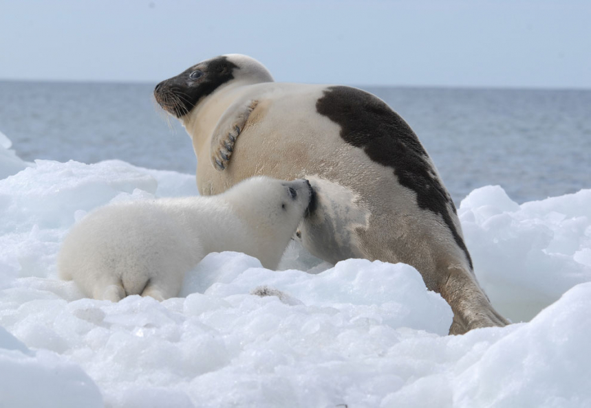 Гренландские тюлени 