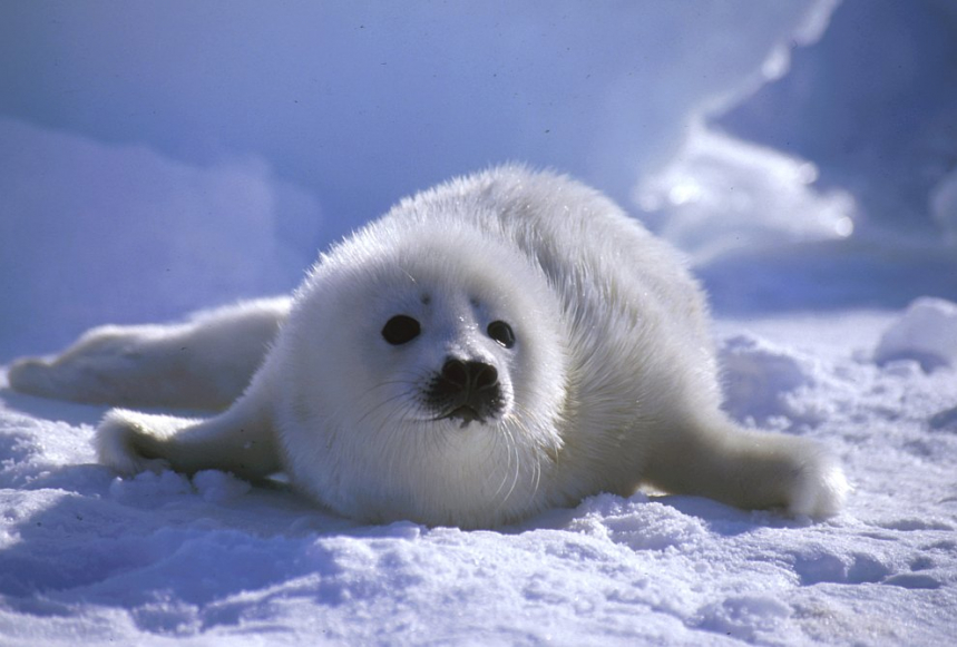 Гренландские тюлени 