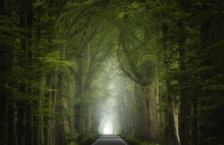 Красивые фотографии леса 