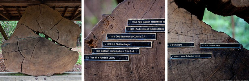 Национальный парк Редвуд в Калифорнии 