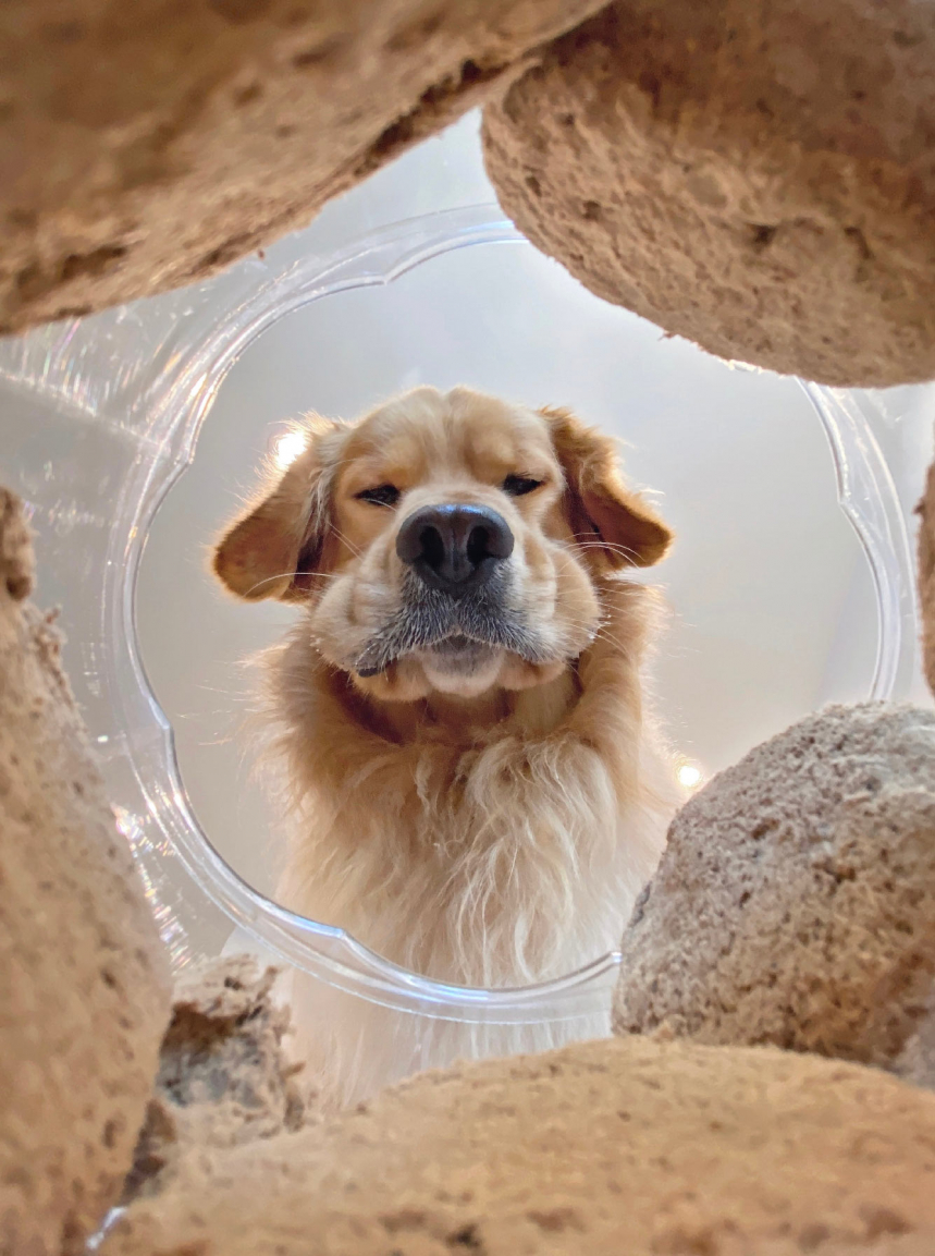 Победители конкурса Mars Petcare Comedy Pet Photo Awards 2020 