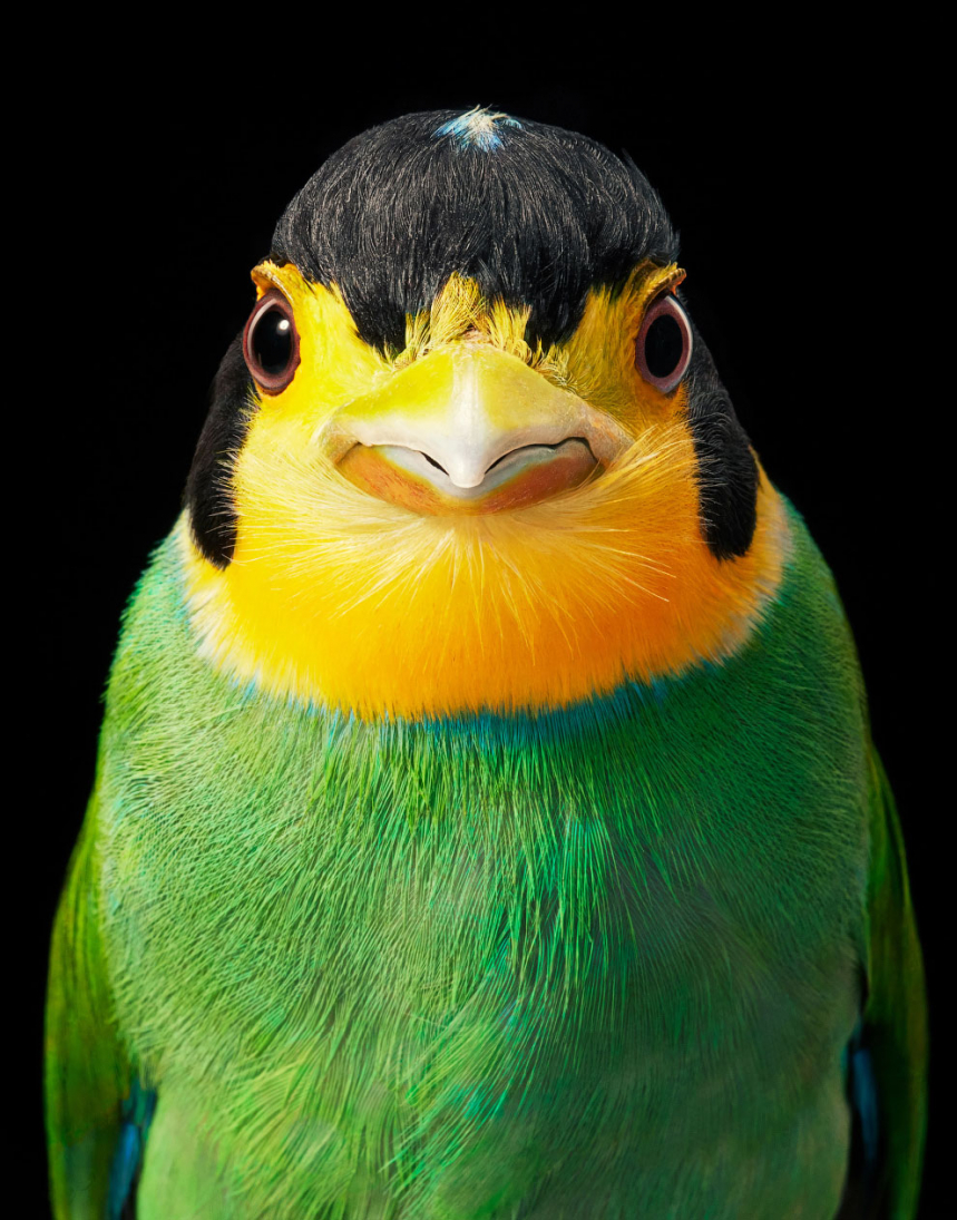 Портреты птиц 