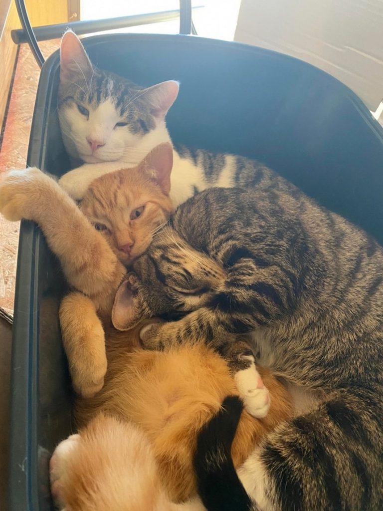 Фото котиков | FotoRelax