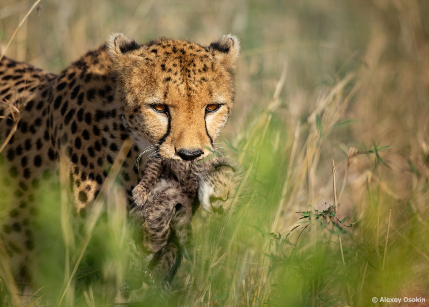 Международный день гепарда | FotoRelax