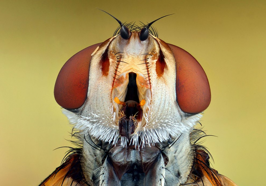 Портреты насекомых 