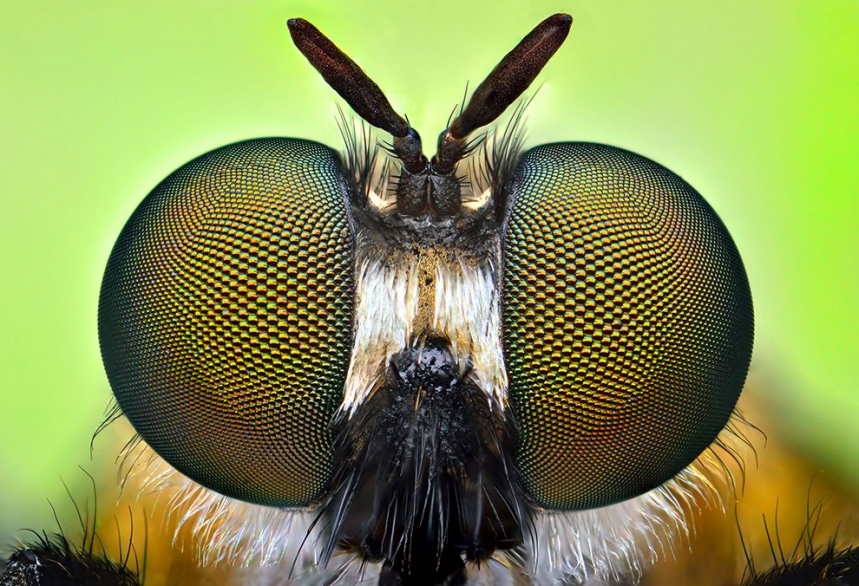 Портреты насекомых 