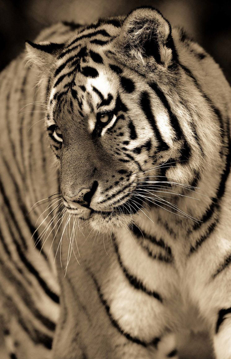 Портреты тигров, львов и леопардов 