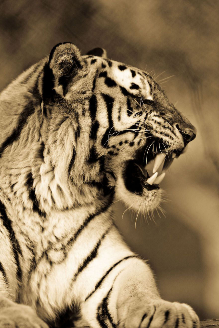 Портреты тигров, львов и леопардов 
