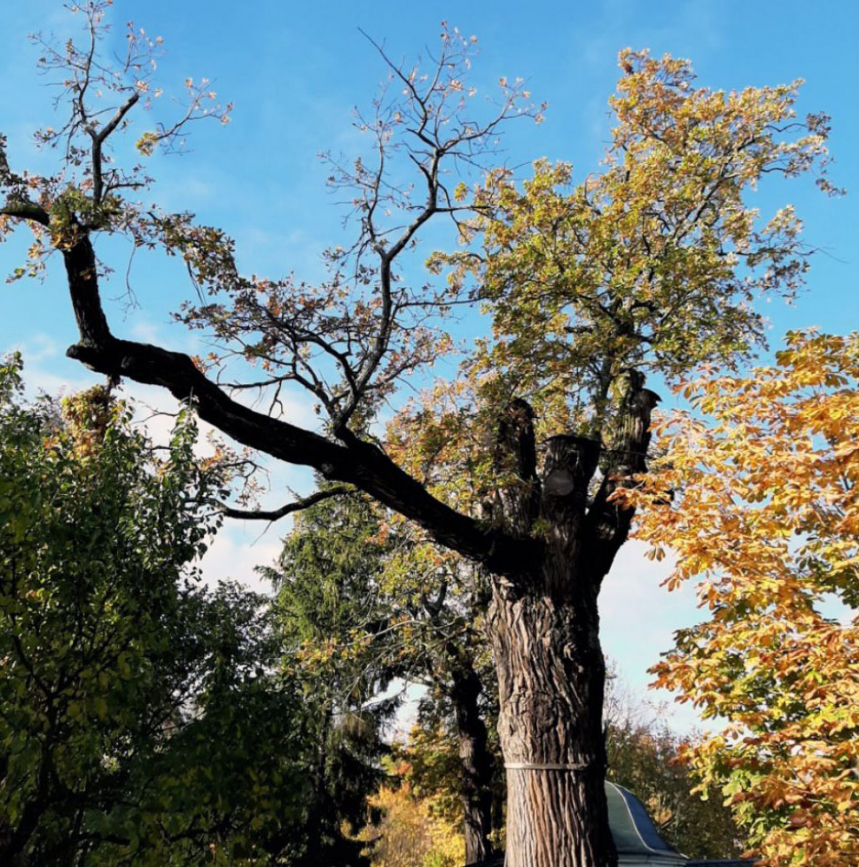Топ-5 самых старых деревьев России 