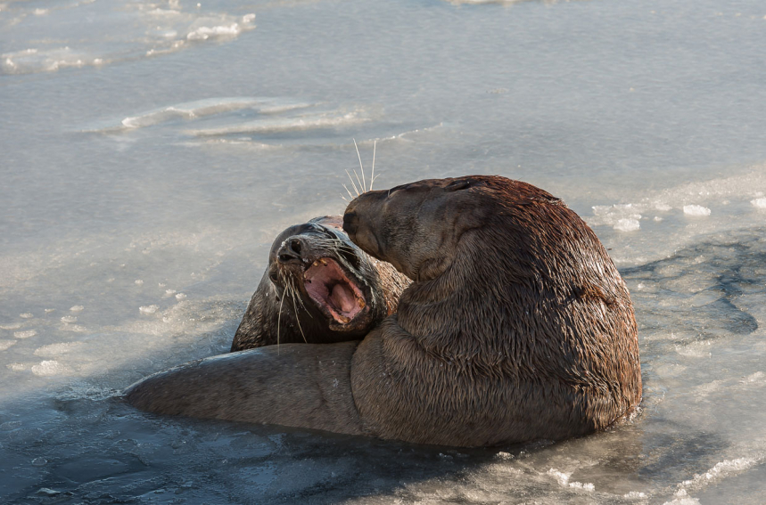 Ушастые тюлени Камчатки 
