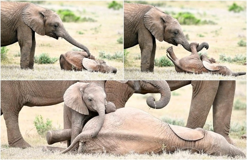 Милые кадры: слоненок играет со старшим братом