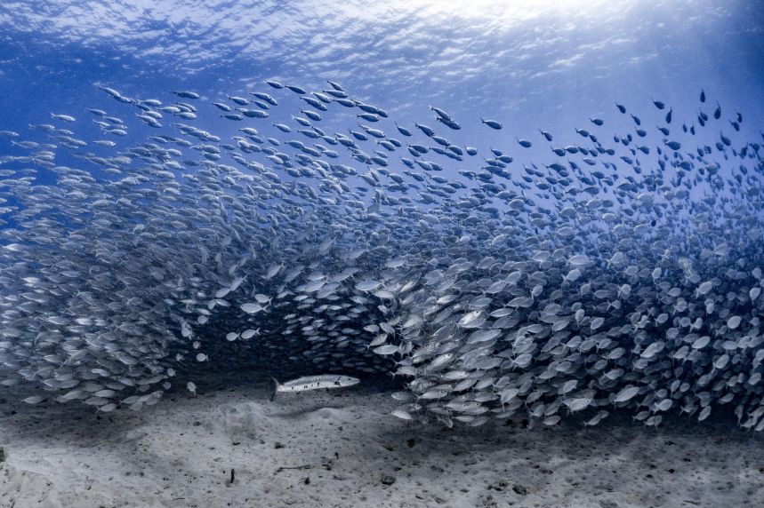 Конкурс подводной фотографии Ocean Art 2020 