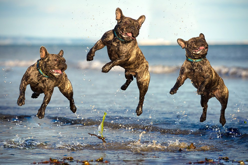 Летающие собаки 