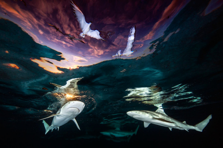 Победители конкурса подводной фотографии 2021 