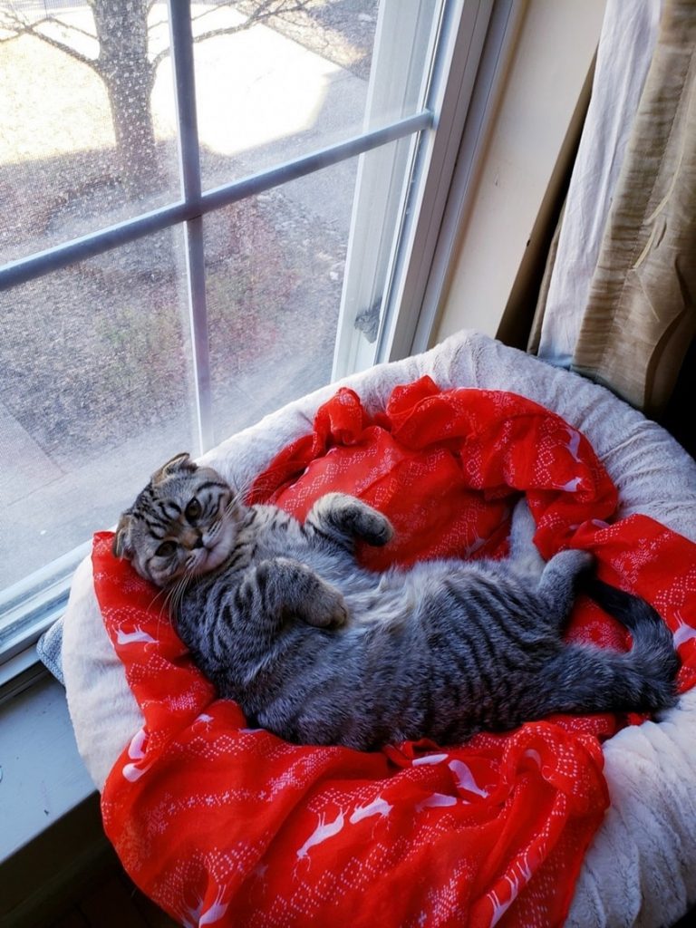 Фото с котиками | FotoRelax