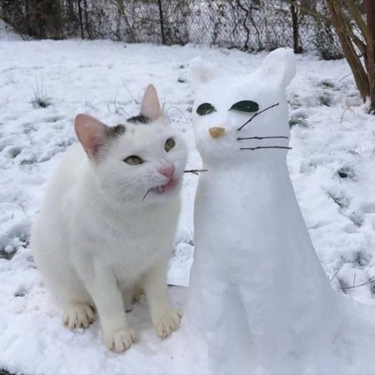 Фото с котиками | FotoRelax