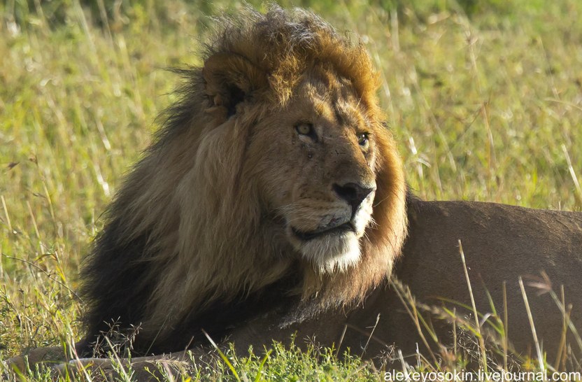 Африканские львы. Часть 2 